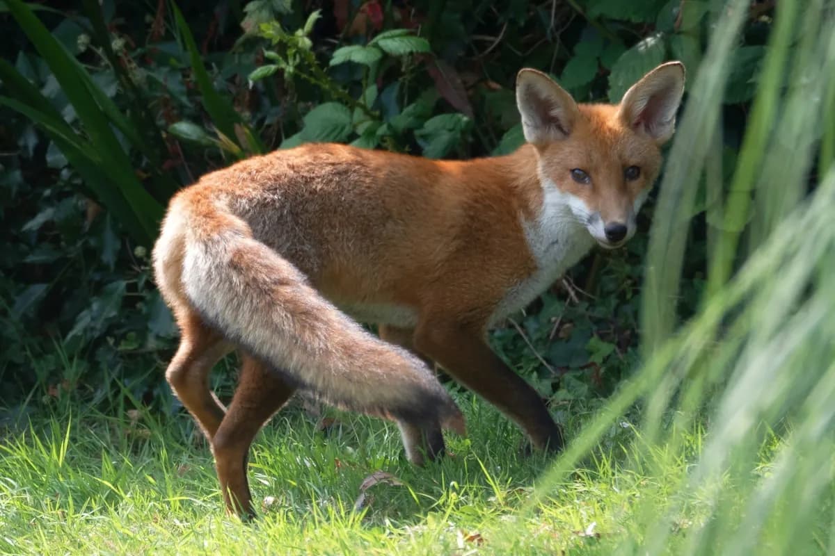 Lis pospolity (rudy)