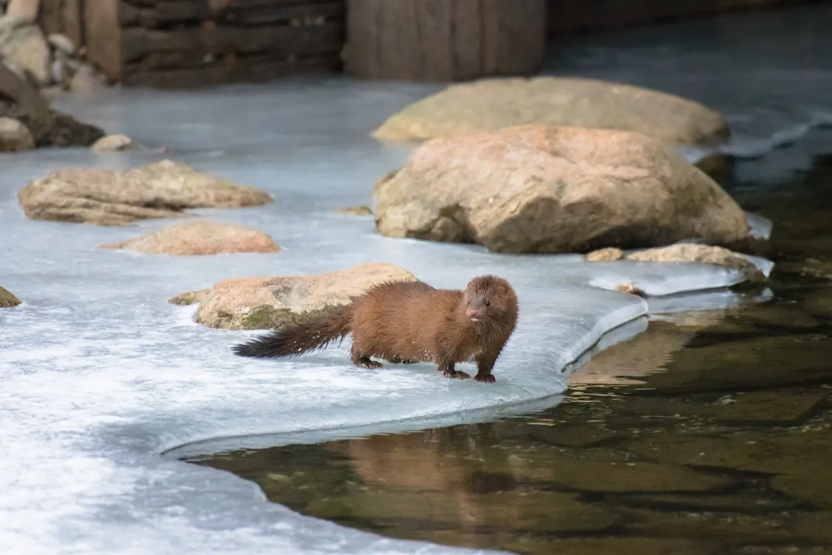 Norka amerykańska (wizon)