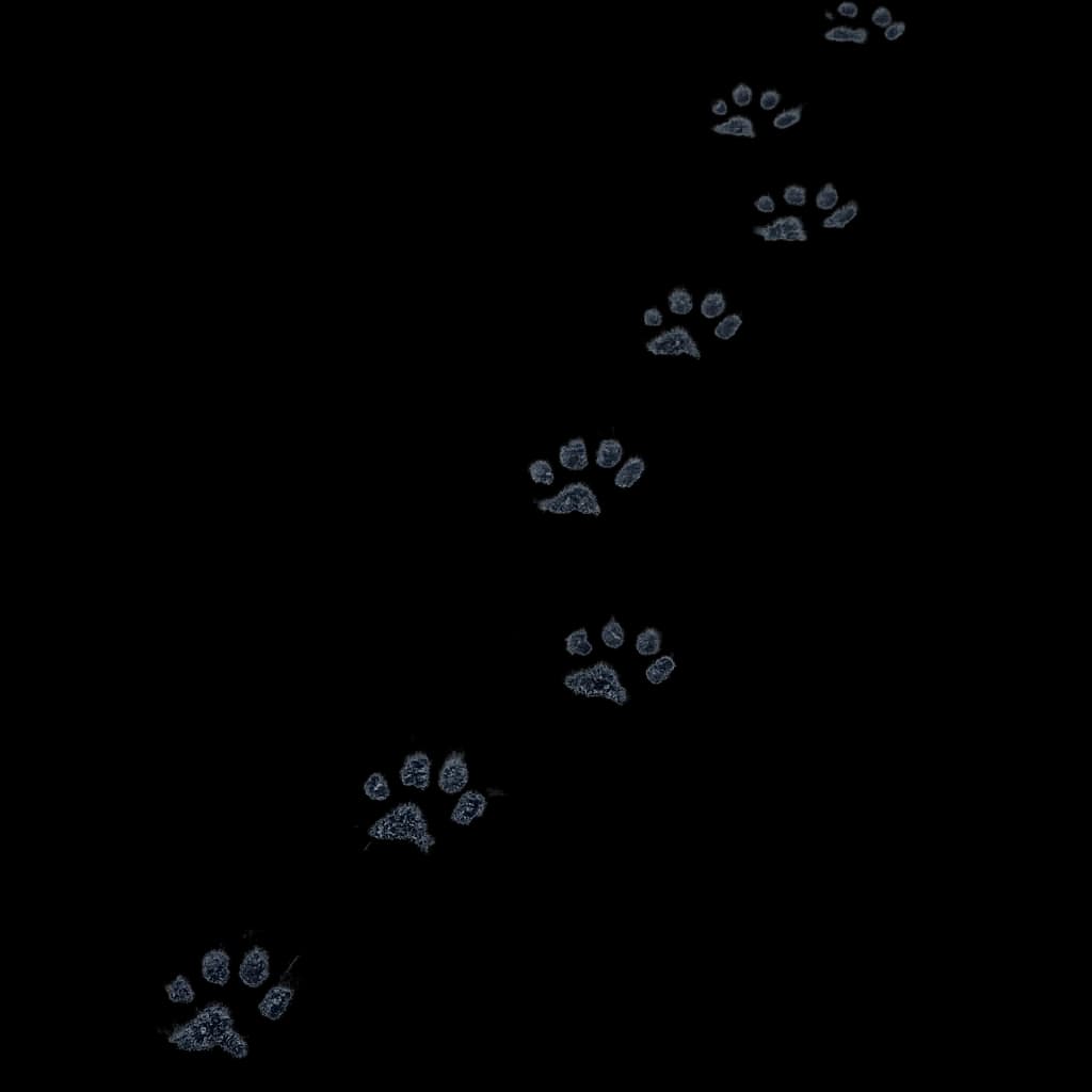 Tropy — Lis pospolity (rudy)