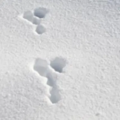 Tropy — Zając szarak